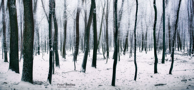 Magicky zimný les - Malé Karpaty