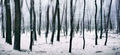 Magicky zimný les - Malé Karpaty
