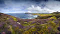 Waymont Ireland