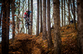 Freeride