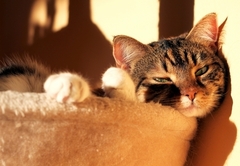 missi