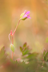 ala Michael Jackson dance :)