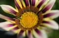 Botanicka