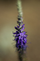 Botanicka