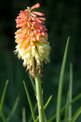 Botanicka