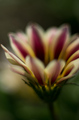 Botanicka