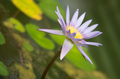 Botanicka