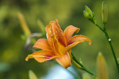 Botanicka