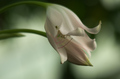 Botanicka