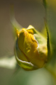 Botanicka