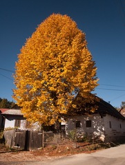 jesen na dedine