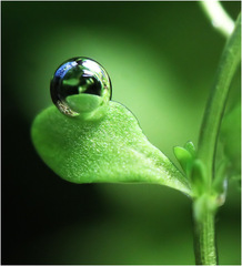 Hemianthus micranthemoides