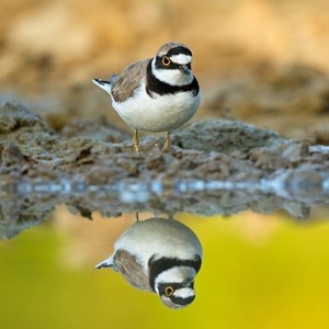 Kulík riečny - Charadrius dubius