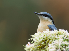 Brhlik v mrazivom rane...