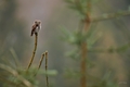 Kuvičok vrabčí - Glaucidium pass