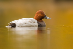 kamošš v jesennom:D