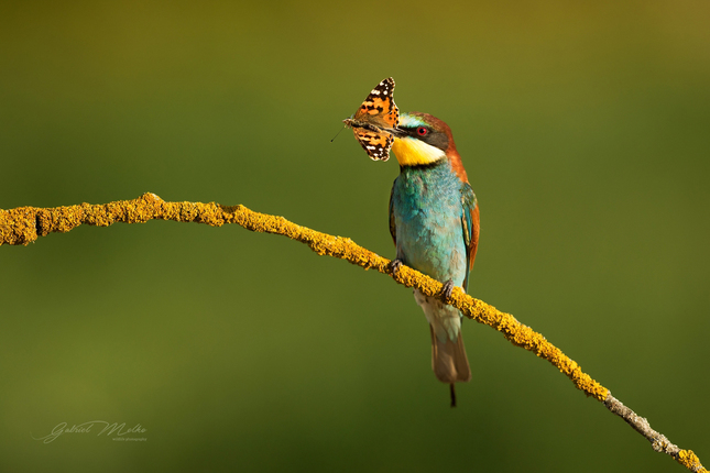 Včelárik zlatý ( Merops apiaster