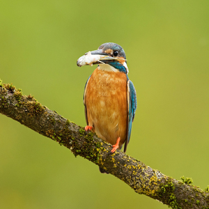 Rybárik riečny (Alcedo atthis)