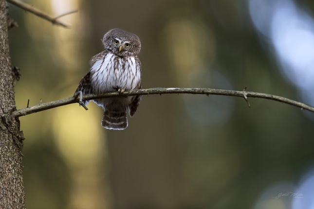 Kuvičok vrabčí - Glaucidium pass