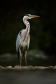 Volavka popolavá - Ardea cinerea