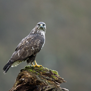 myšiak hôrny - Buteo buteo