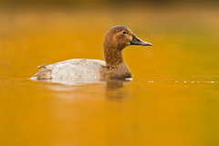 chochlačka sivá - samička