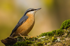 zo žabej perspektívy
