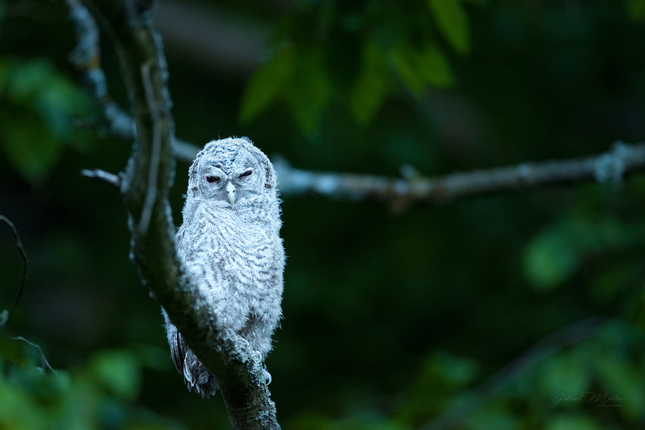 sova obyčajná - Strix aluco