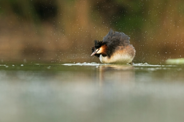 Potápka chochlatá (Podiceps cris