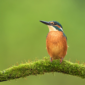 Rybárik riečny - Alcedo atthis