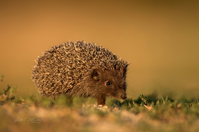 Jež bledý - Erinaceus roumanicus