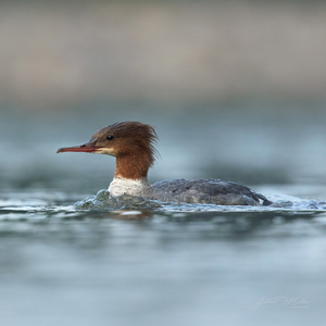 Potápač veľký - Mergus merganser