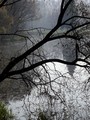 Žíznivý strom