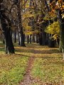 ...cestička