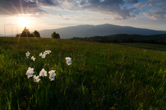 Podpoľanské narcisi