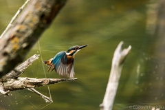 Na štarte - Rybárik riečny