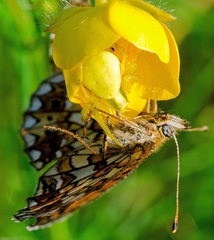 Maskovaný predátor