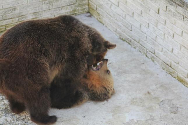 zoo bojnice