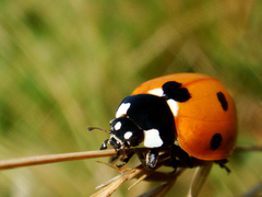 Macro pokus