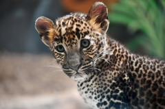 leopard škvrnitý cejlónsky