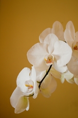 orchidea
