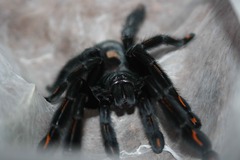 Psalmopoeus Irminia