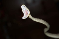 Corallus Hortulanus