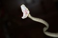 Corallus Hortulanus