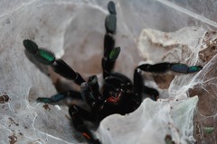 Psalmopoeus Irminia