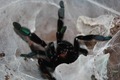 Psalmopoeus Irminia