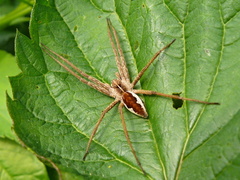 pavuk