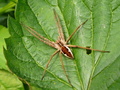pavuk