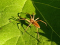 Pavuk
