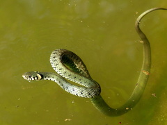 Užovka